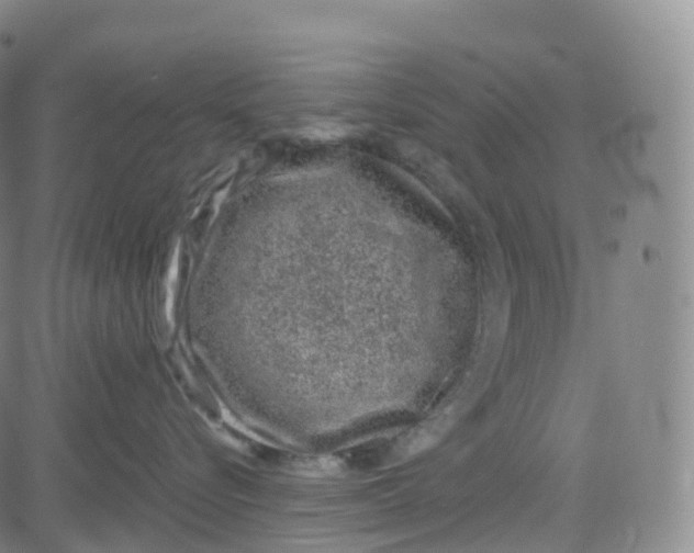 X0000080710576200701051012