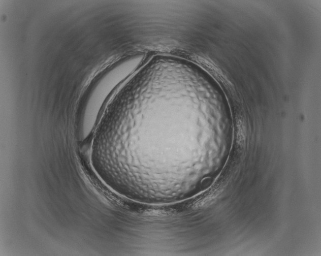 X0000080710634200701051010