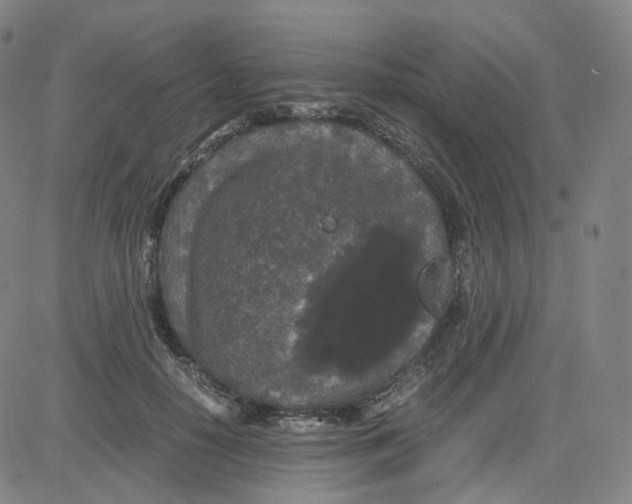 X0000080710650200701051010