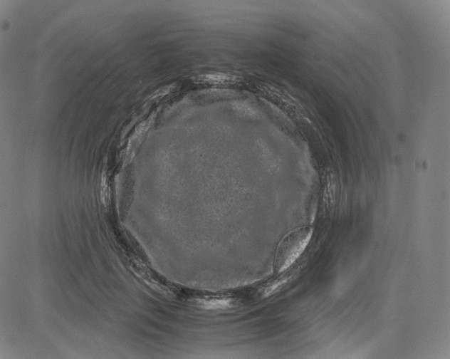 X0000080710651200701051010