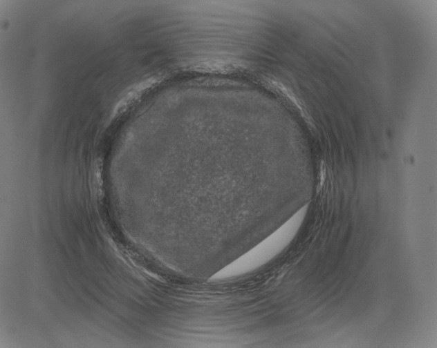 X0000080710688200701051010