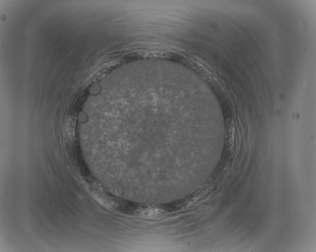 X0000080710695200701051010