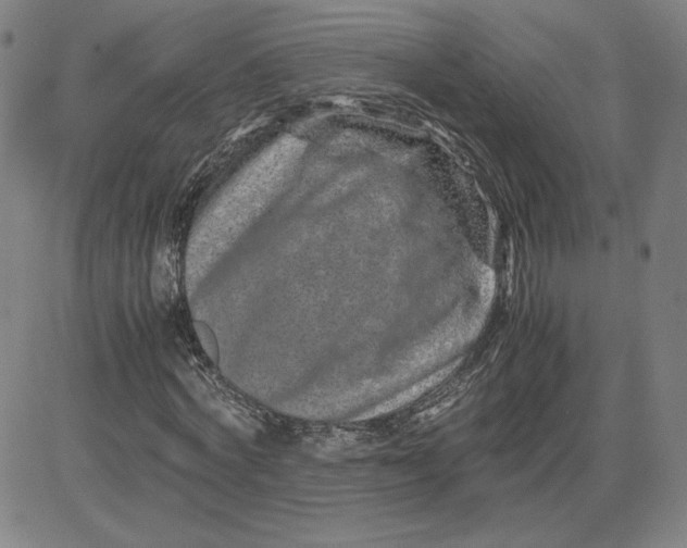 X0000080710772200701051008