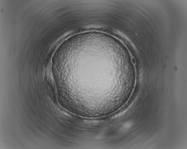 X0000080710825200701051007