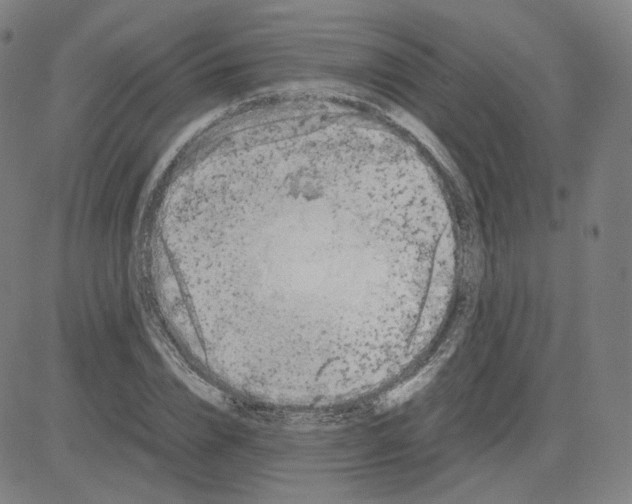 X0000080710832200701051007