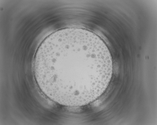 X0000080710856200701051008