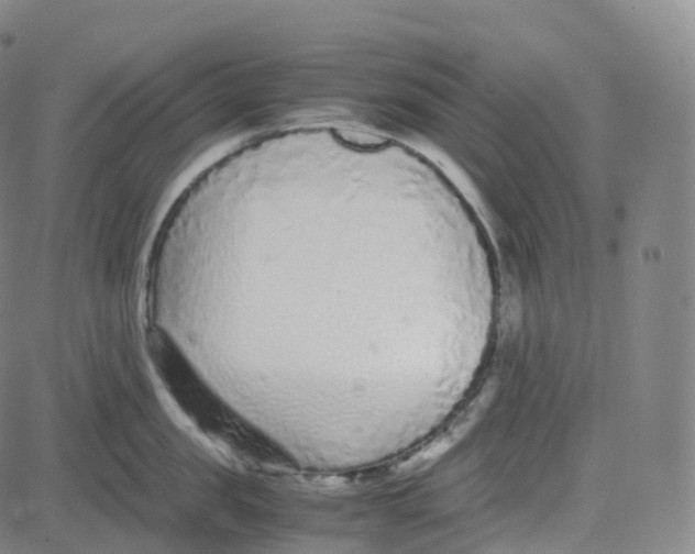 X0000080710957200701051006