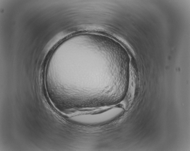 X0000080710983200701051005