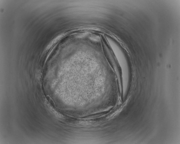 X0000080710985200701051005