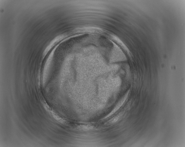 X0000080710994200701051005