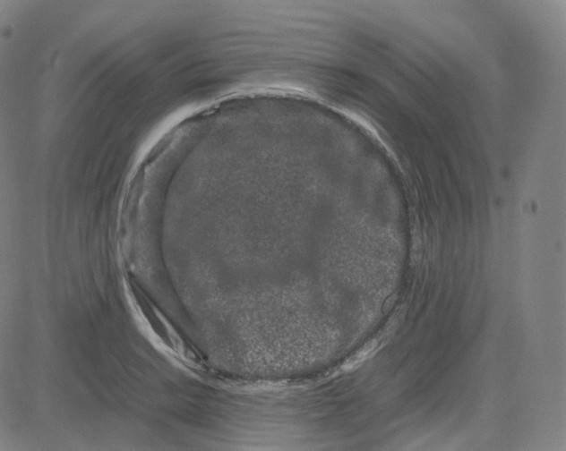 X0000080711038200701051004