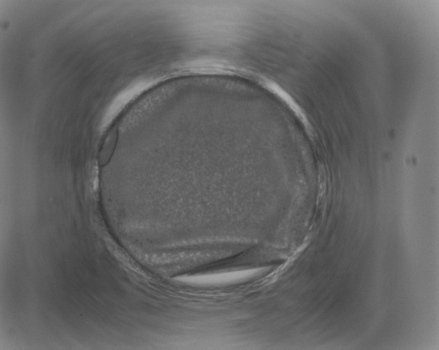 X0000080711461200701050957