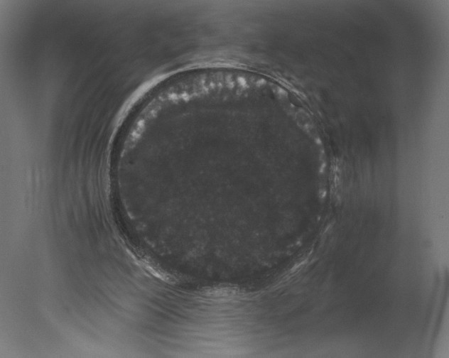 X0000080710200200701121826