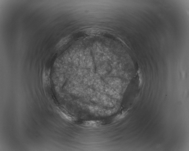 X0000080710239200701121825