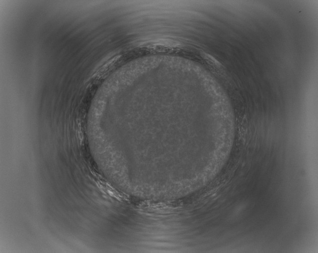 X0000080710774200701121816