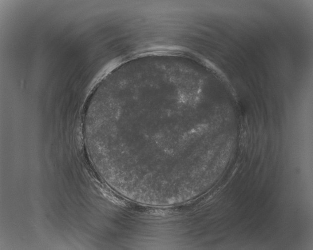 X0000080711362200701121806