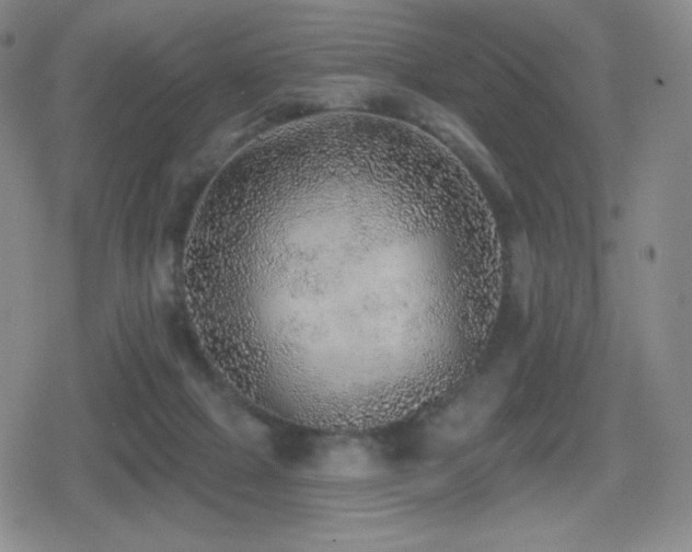 X0000080720073200612151209