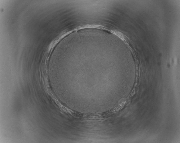 X0000080720337200612151204