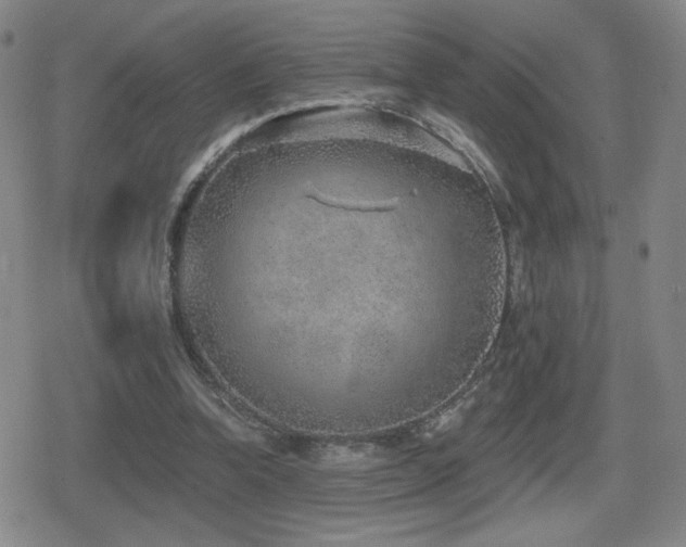 X0000080720346200612151204