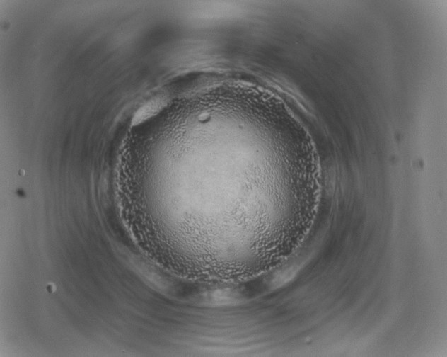 X0000080720365200612151205