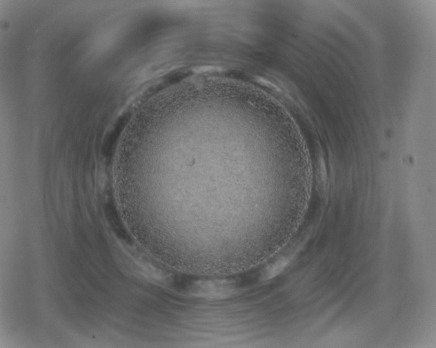 X0000080720367200612151205