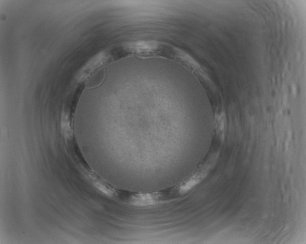 X0000080720381200612151205