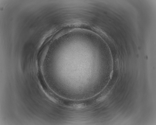 X0000080720638200612151200