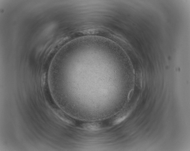 X0000080720652200612151200