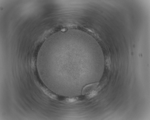 X0000080720662200612151200