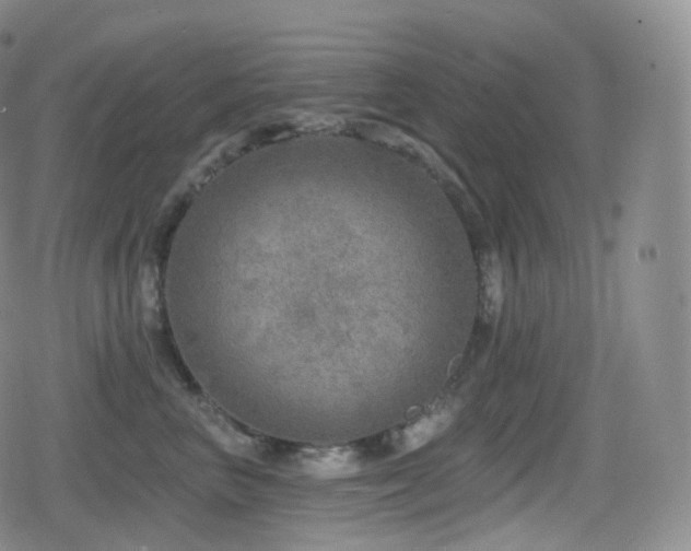 X0000080720667200612151200