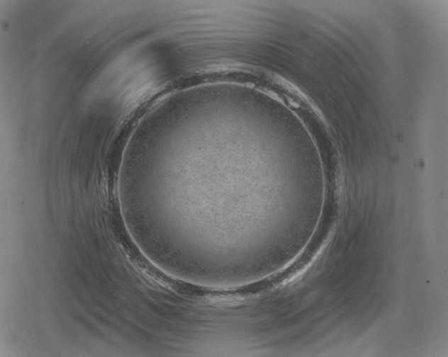 X0000080720825200612151156