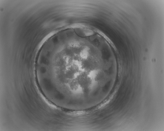 X0000080720853200612151157