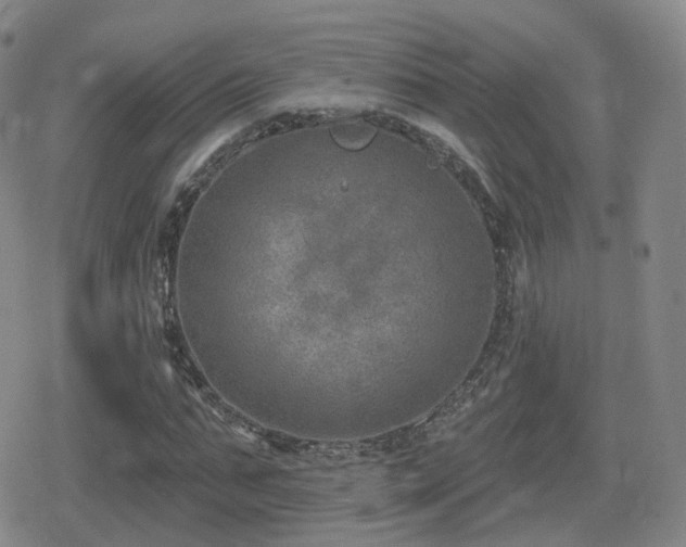 X0000080720871200612151156