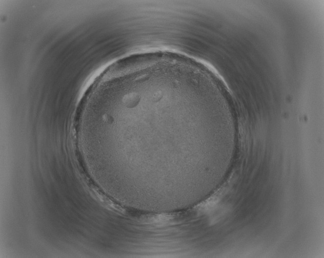 X0000080720879200612151156