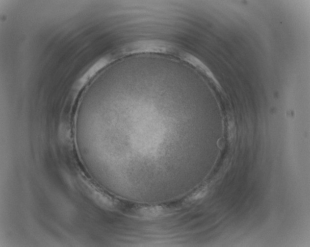 X0000080720882200612151156