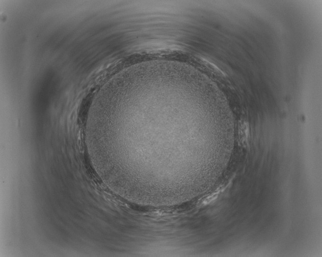 X0000080720917200612151155