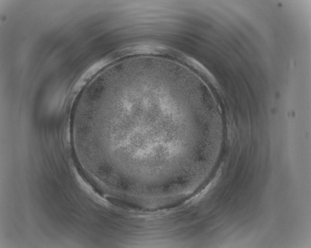 X0000080720938200612151155