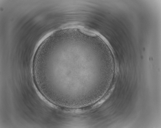 X0000080720957200612151155