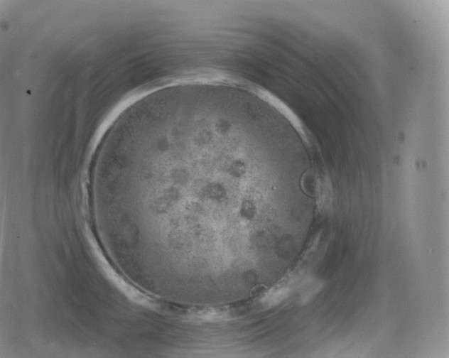 X0000080721099200612151152