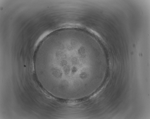 X0000080721267200612151150