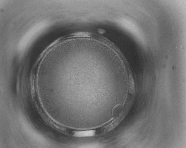 X0000080721487200612151146