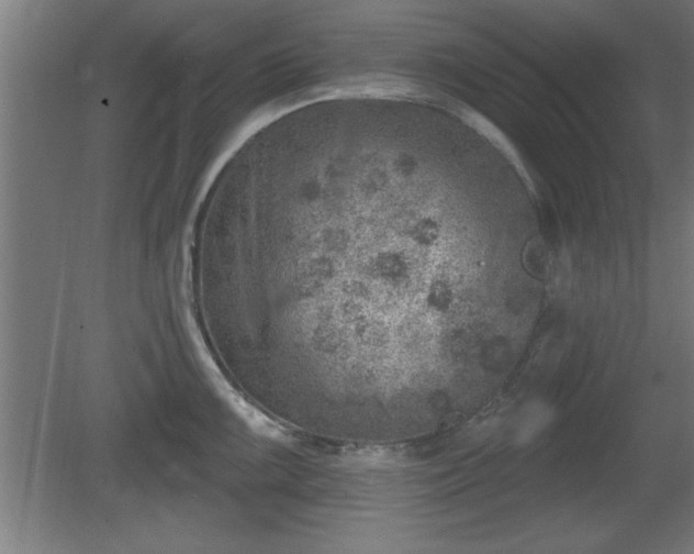 X0000080721099200612221221