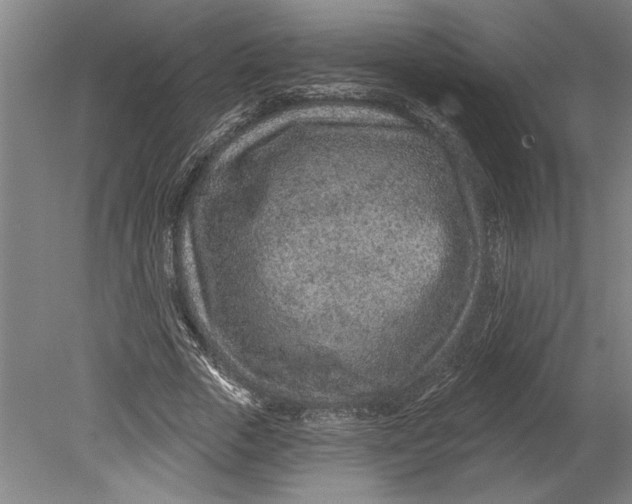 X0000080720729200701021053