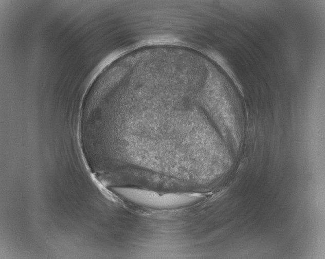 X0000080721245200701021046