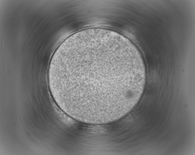 X0000080721338200701021044