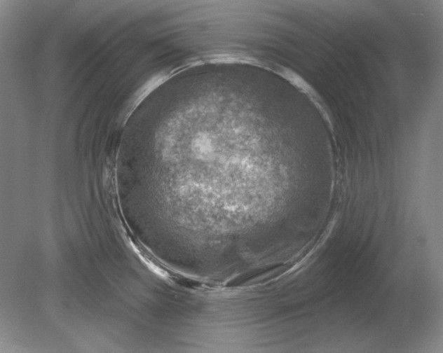 X0000080721385200701021043