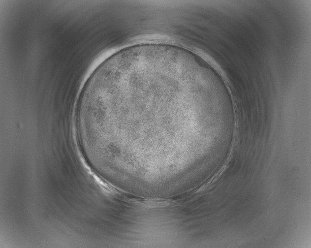 X0000080721440200701021043