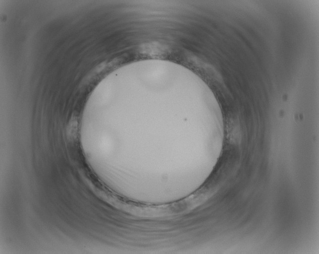 X0000080720036200701051045