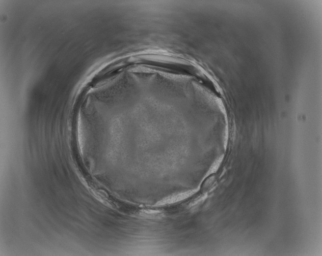 X0000080720055200701051044