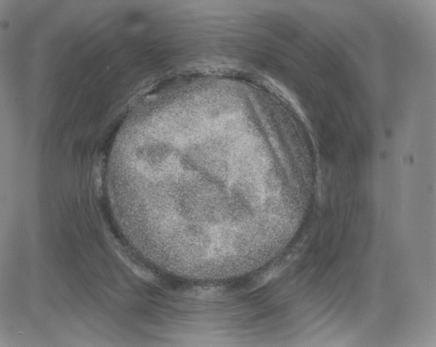 X0000080720065200701051044